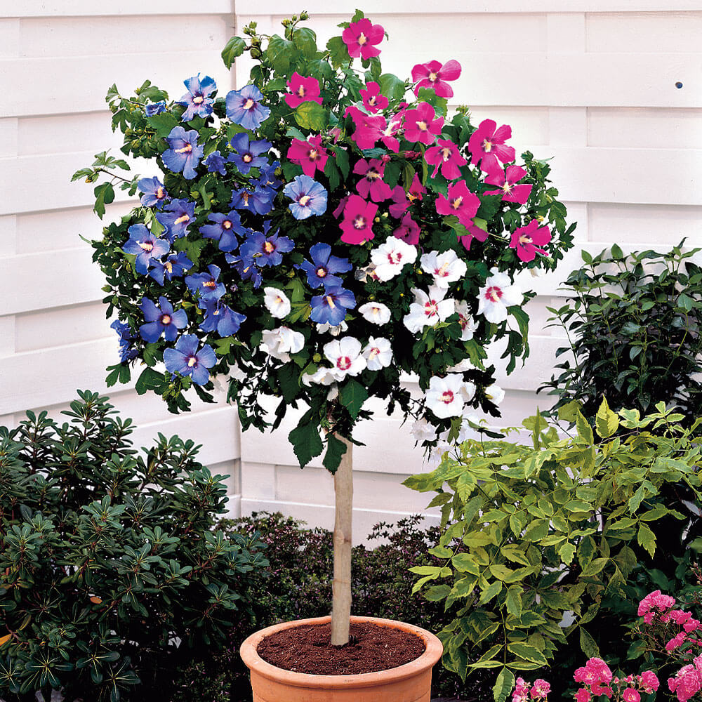 Hibiskus Trio Stämmchen kaufen Ahrens Sieberz Pflanzenversand