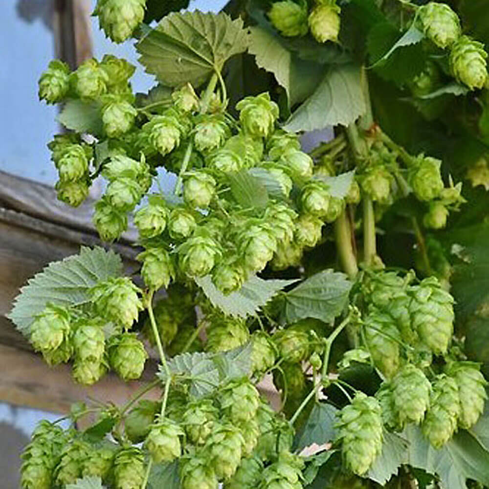 Hopfen Sonstiges Schling &amp; Kletterpflanzen Blüh