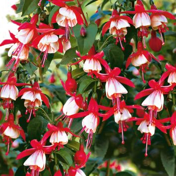 Fuchsia-Hybride 'Lady Thumb'