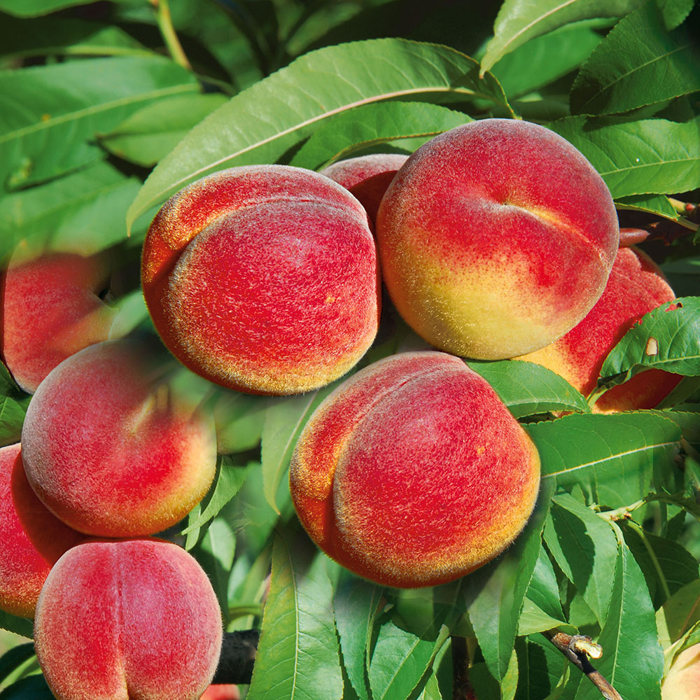 Saft-Pfirsichbaum \'Revita®\' | Obstgehölz - & Nektarinen Ahrens+Sieberz | | | & Pflanzenversand Pfirsiche Obst Gartenbedarf
