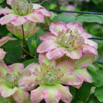 Clematis Pistachio Cake