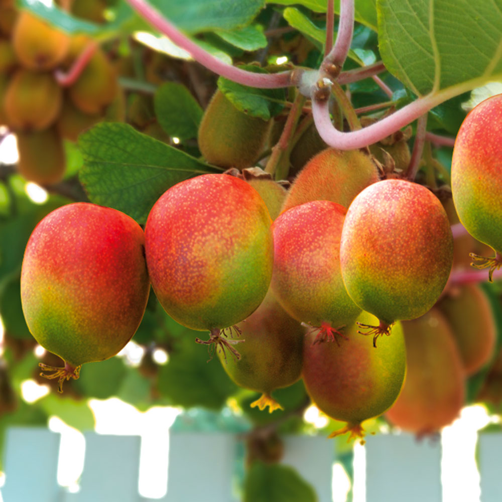 kiwi garten