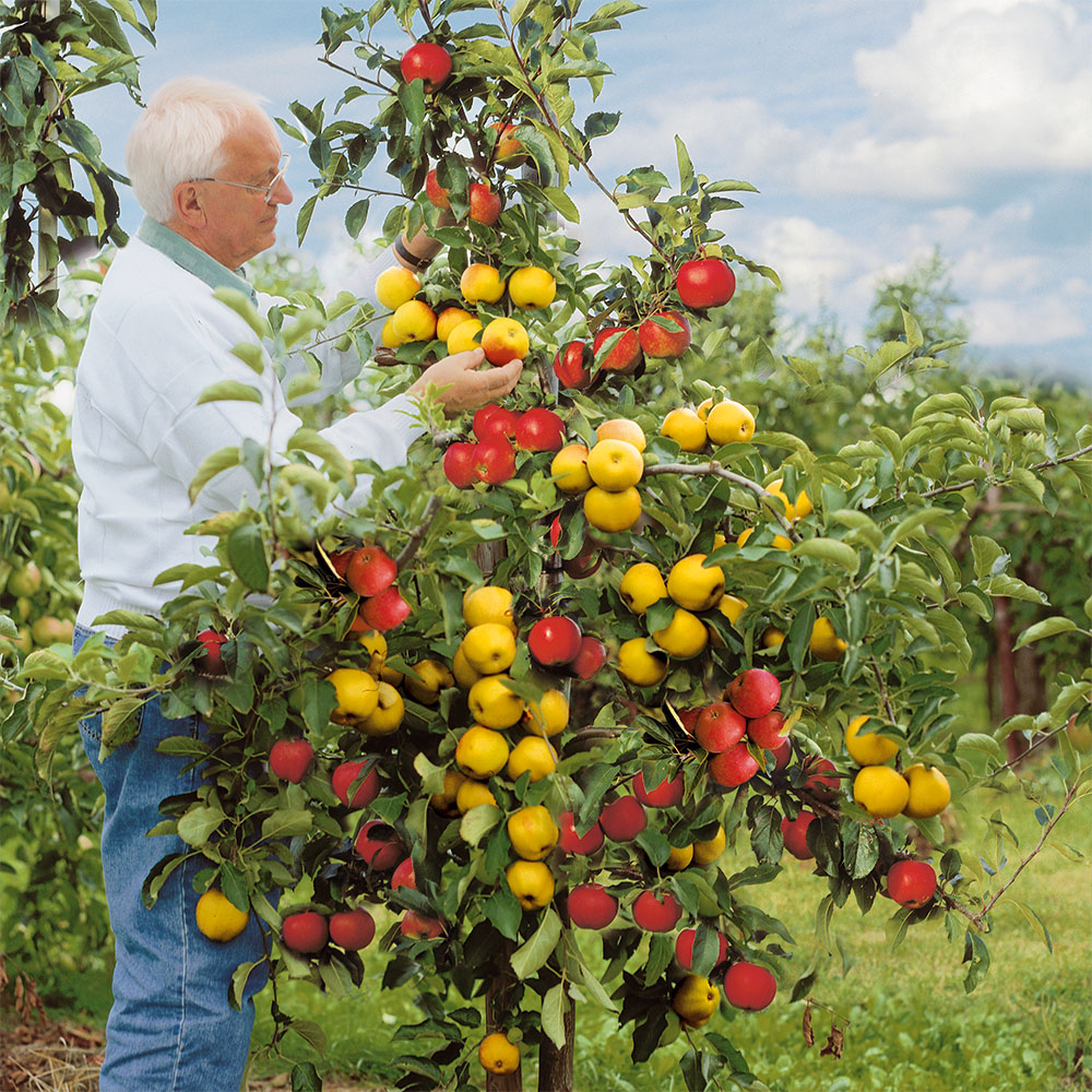 Großvaters Apfelbaum-Duo | Ahrens+Sieberz | Duo-Obstgehölze Obst - Pflanzenversand Äpfel Gartenbedarf | & 