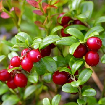 Fruchtender Bodendecker Cranberry